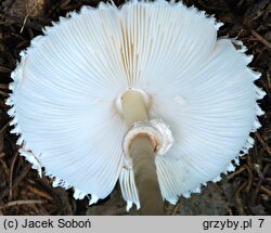 Leucoagaricus nympharum