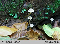 Alnicola luteolofibrillosa (olszóweczka włóknista)