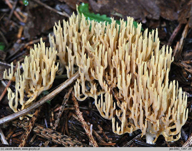 Phaeoclavulina flaccida (koralówka zwiędła)