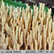 Ramaria flaccida (koralówka zwiędła)
