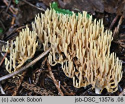 Phaeoclavulina flaccida (koralówka zwiędła)