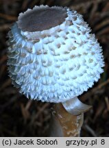 Leucoagaricus nympharum