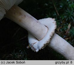 Leucoagaricus nympharum