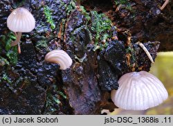 Mycena rubromarginata (grzybówka czerwonoostrzowa)