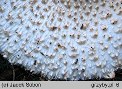 Leucoagaricus nympharum