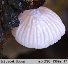 Mycena rubromarginata (grzybówka czerwonoostrzowa)