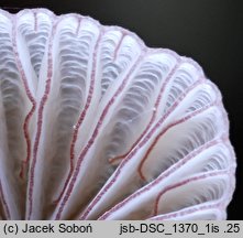 Mycena rubromarginata (grzybówka czerwonoostrzowa)