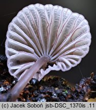 Mycena rubromarginata (grzybówka czerwonoostrzowa)