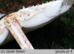 Leucoagaricus nympharum