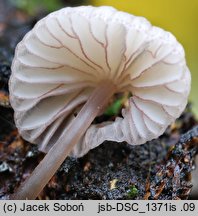 Mycena rubromarginata (grzybówka czerwonoostrzowa)