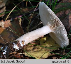 Lactarius vietus (mleczaj szaroplamisty)