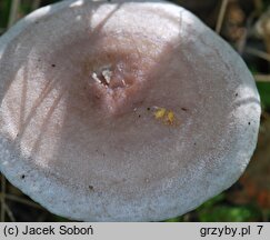 Lactarius vietus (mleczaj szaroplamisty)