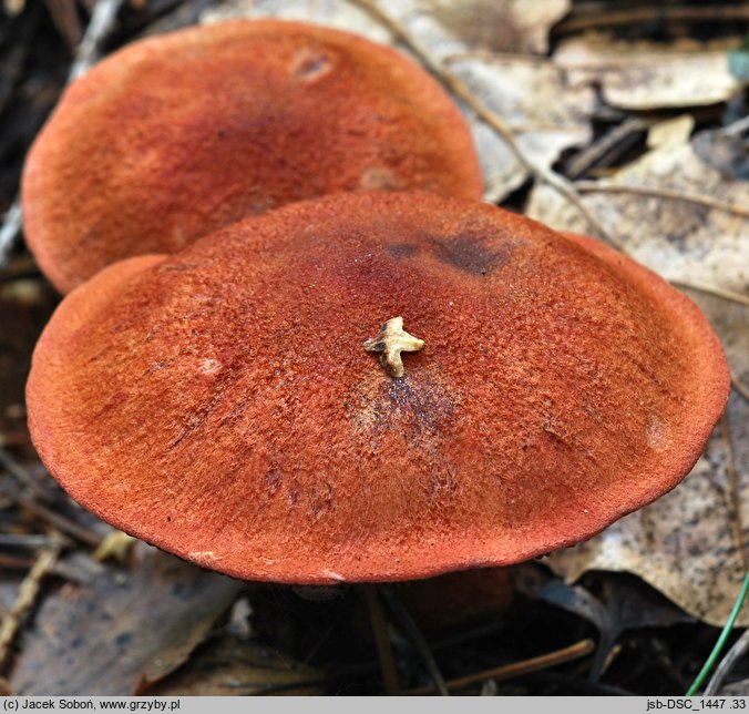 Cortinarius purpureus (zasłonak miedzianordzawy)