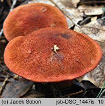 Cortinarius purpureus (zasłonak miedzianordzawy)