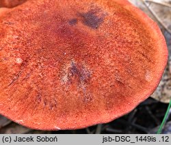 Cortinarius purpureus (zasłonak miedzianordzawy)