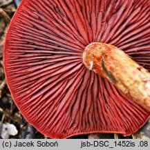 Cortinarius purpureus (zasłonak miedzianordzawy)