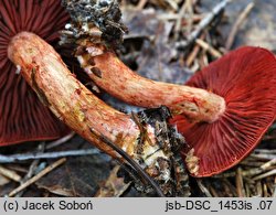 Cortinarius purpureus (zasłonak miedzianordzawy)