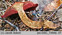 Cortinarius purpureus (zasłonak miedzianordzawy)