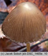 Psathyrella microrhiza (kruchaweczka krótkokorzeniasta)