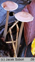 Mycena pearsoniana (grzybówka brązowofioletowa)