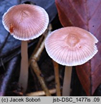 Mycena pearsoniana (grzybówka brązowofioletowa)