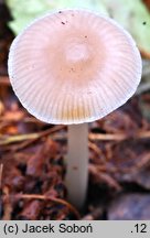 Mycena pearsoniana (grzybówka brązowofioletowa)