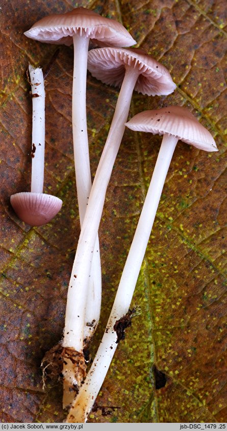 Mycena pearsoniana (grzybówka brązowofioletowa)