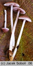 Mycena pearsoniana (grzybówka brązowofioletowa)