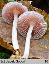 Mycena pearsoniana (grzybówka brązowofioletowa)