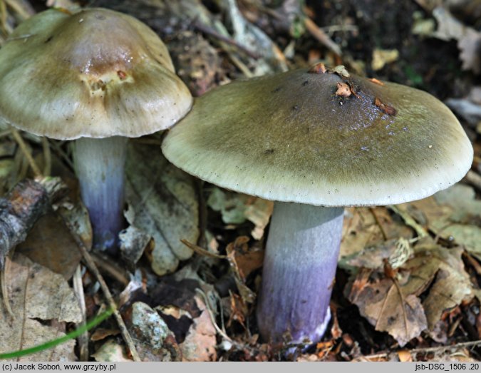 Cortinarius mucifluoides (zasłonak śluzakowatowaty)