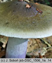 Cortinarius mucifluoides (zasłonak śluzakowatowaty)