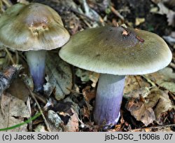 Cortinarius mucifluoides (zasłonak śluzakowatowaty)