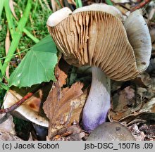 Cortinarius mucifluoides (zasłonak śluzakowatowaty)