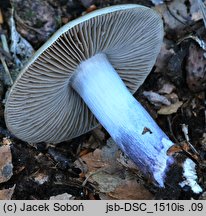 Cortinarius mucifluoides (zasłonak śluzakowatowaty)