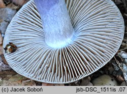 Cortinarius mucifluoides (zasłonak śluzakowatowaty)