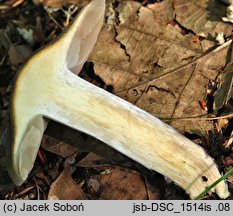 Cortinarius mucifluoides (zasłonak śluzakowatowaty)