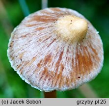 Cortinarius acutus (zasłonak ostry)