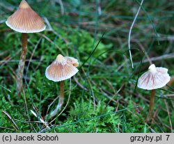 Cortinarius acutus (zasłonak ostry)