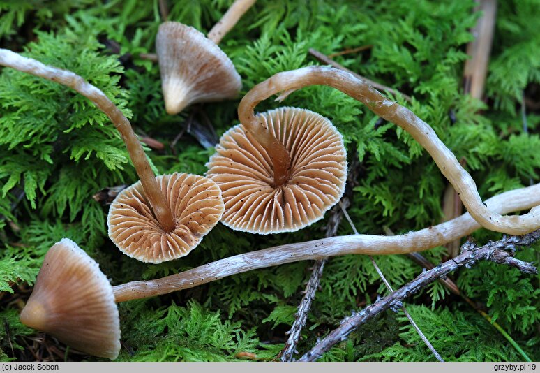 Cortinarius acutus (zasłonak ostry)