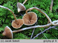 Cortinarius acutus (zasłonak ostry)