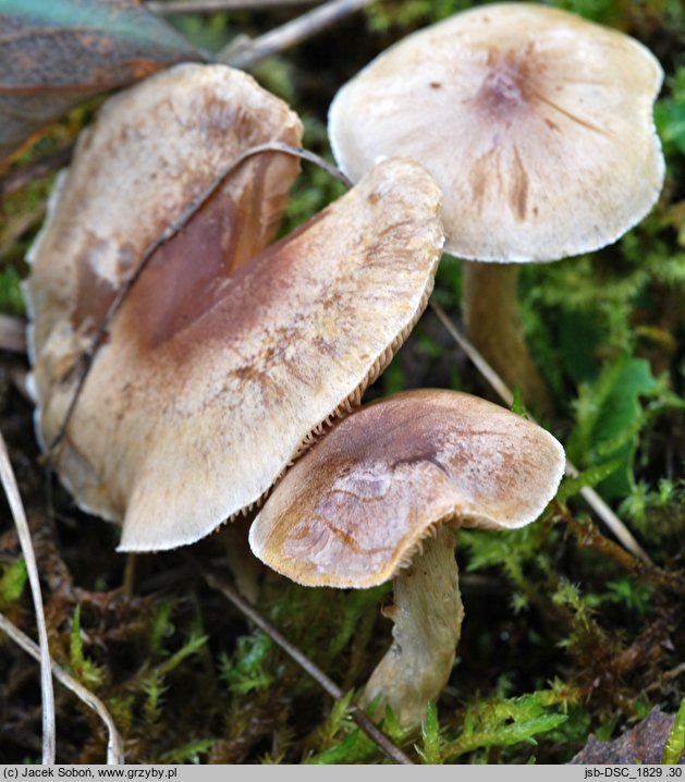 Hebeloma dunense (włośnianka piaskowa)