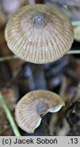 Entoloma nitens