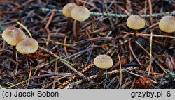 Mycena aurantiomarginata (grzybówka pomarańczowoostrzowa)