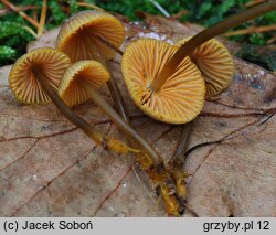 Mycena aurantiomarginata (grzybówka pomarańczowoostrzowa)