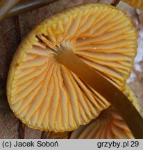 Mycena aurantiomarginata (grzybówka pomarańczowoostrzowa)