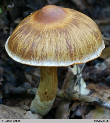 Cortinarius conicus