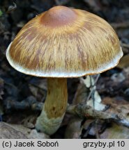 Cortinarius conicus