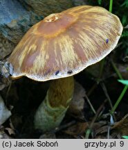 Cortinarius conicus