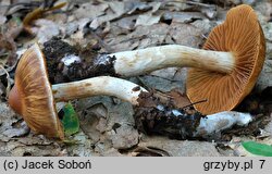 Cortinarius conicus