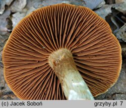 Cortinarius conicus